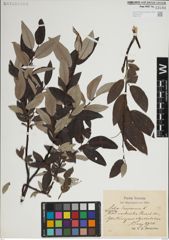 Foto von Salix lapponum L.